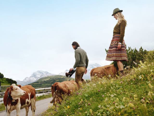 Hiking among cows in the Arlberg region