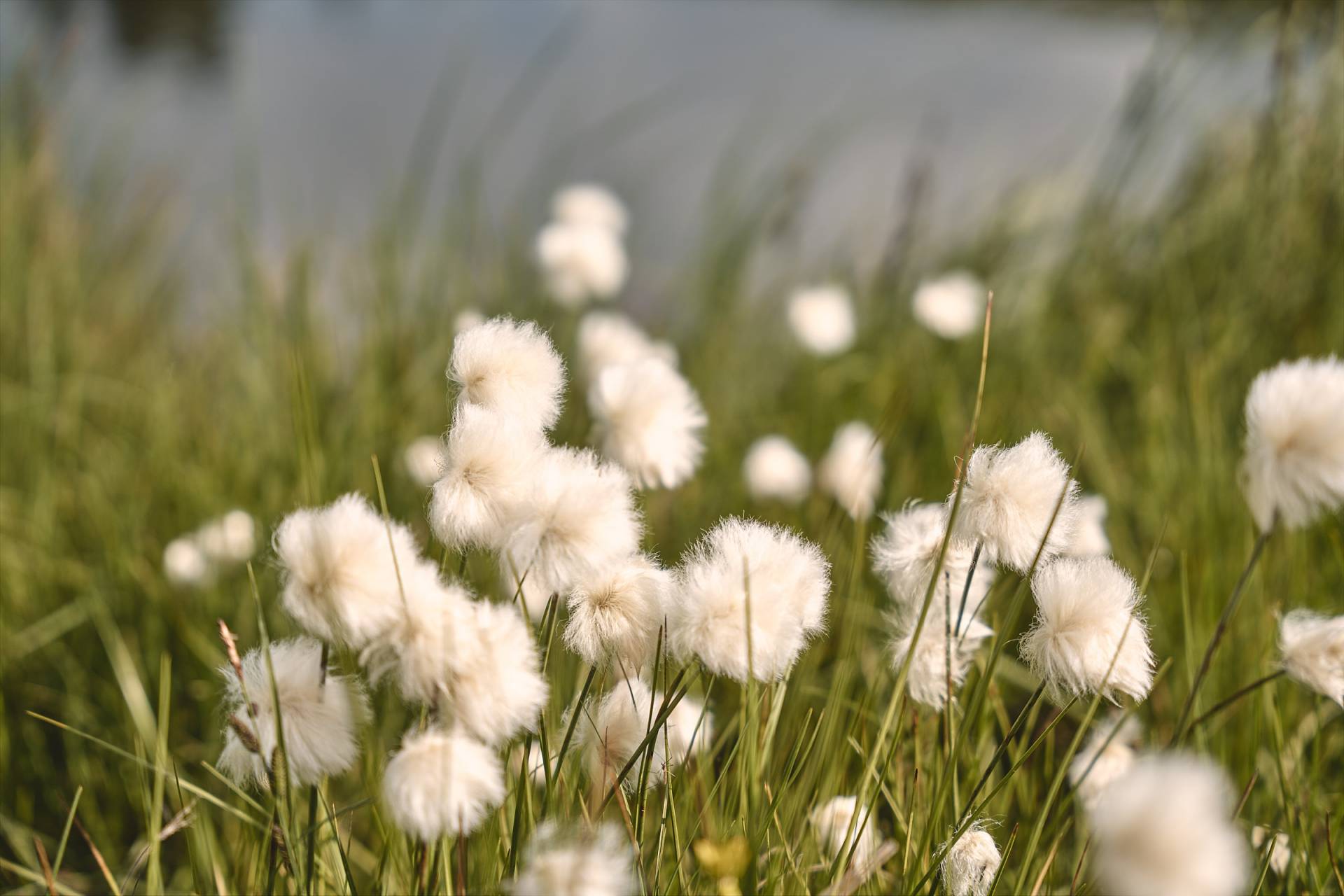 Wiesenblumen